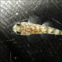 Reticulated Hillstream Loach, photo 7