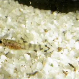 Reticulated Hillstream Loach, photo 8