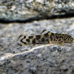 Reticulated Hillstream Loach, photo 9