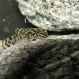 Reticulated Hillstream Loach, photo 10
