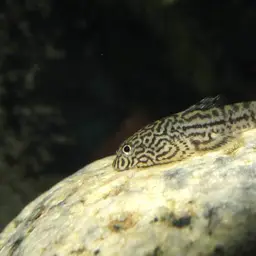 Reticulated Hillstream Loach, photo 11