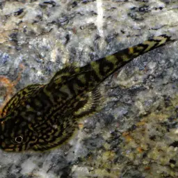 Reticulated Hillstream Loach, photo 12