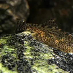 Spotted Hillstream Loach, photo 1