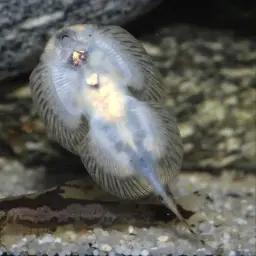 Spotted Hillstream Loach, photo 2