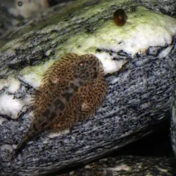 Spotted Hillstream Loach, photo 3