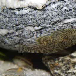 Spotted Hillstream Loach, photo 4