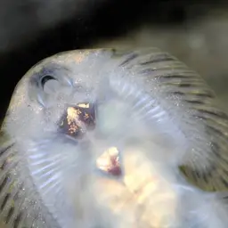 Spotted Hillstream Loach, photo 5