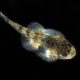 Spotted Hillstream Loach, photo 6