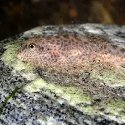 Spotted Hillstream Loach, photo 8