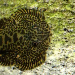 Spotted Hillstream Loach, photo 10