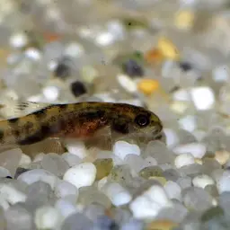 Spotted Hillstream Loach, photo 11