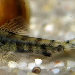 Spotted Hillstream Loach, photo 12
