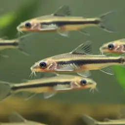 Shadow Catfish, photo 6