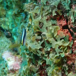 Sharknose goby, photo 1