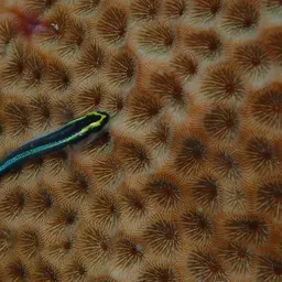 Sharknose goby, photo 2