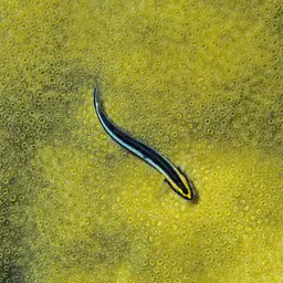 Sharknose goby, photo 3