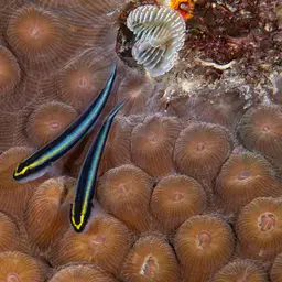 Sharknose goby, photo 4