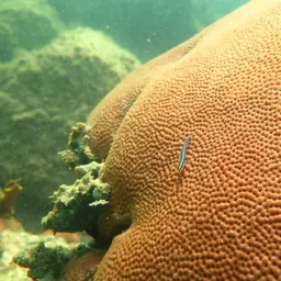 Sharknose goby, photo 5