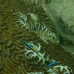 Sharknose goby, photo 6