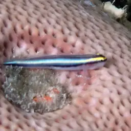 Sharknose goby, photo 7