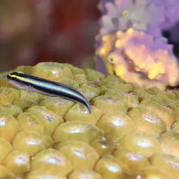 Sharknose goby, photo 8