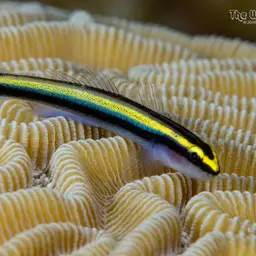 Sharknose goby, photo 9