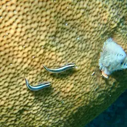 Sharknose goby, photo 10