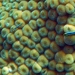 Sharknose goby, photo 11