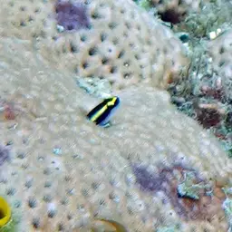 Sharknose goby, photo 12