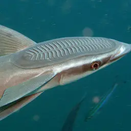 Sharksucker, photo 1