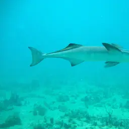 Sharksucker, photo 2