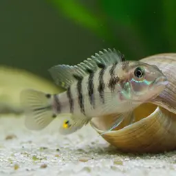 Shell-dwelling Cichlid, photo 6