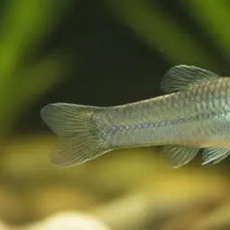 Shortfin Molly, photo 1