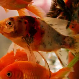 Shubunkin Goldfish, photo 1