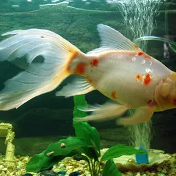Shubunkin Goldfish, photo 2