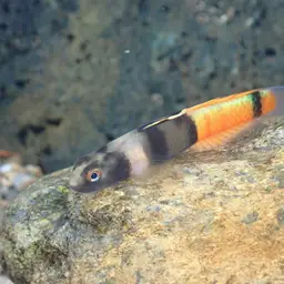 Belted Rockclimbing Goby