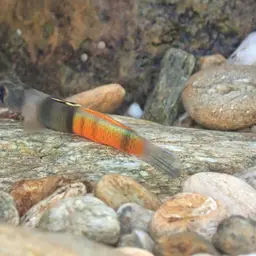 Belted Rockclimbing Goby, photo 3