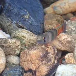 Belted Rockclimbing Goby, photo 4