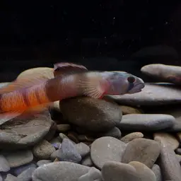 Belted Rockclimbing Goby, photo 5