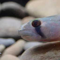 Belted Rockclimbing Goby, photo 6