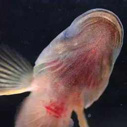 Belted Rockclimbing Goby, photo 7