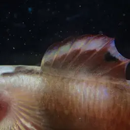Belted Rockclimbing Goby, photo 8
