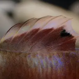Belted Rockclimbing Goby, photo 9