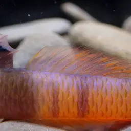 Belted Rockclimbing Goby, photo 10