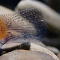 Belted Rockclimbing Goby, photo 11