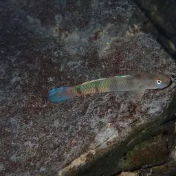 Belted Rockclimbing Goby, photo 12
