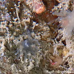 Glacial Sideractinid
