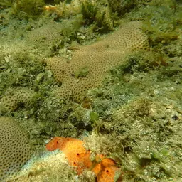 Lesser Starlet Coral, photo 2