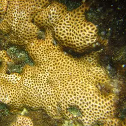 Lesser Starlet Coral, photo 3