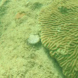 Lesser Starlet Coral, photo 4